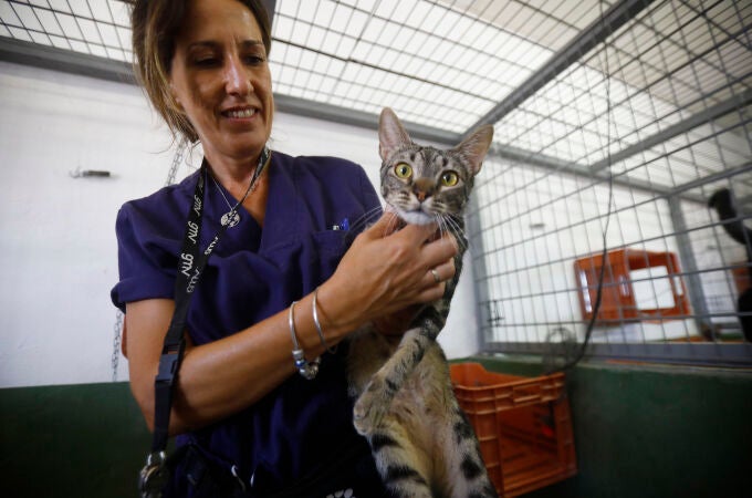 La técnico superior veterinario del centro de Sanidad y Bienestar Animal de Sadeco de Córdoba, Elena Jiménez, durante un reconocimiento a uno de los gatos callejeros La técnico superior veterinario del centro de Sanidad y Bienestar Animal de Sadeco de Córdoba, Elena Jiménez, durante un reconocimiento a uno de los gatos callejeros