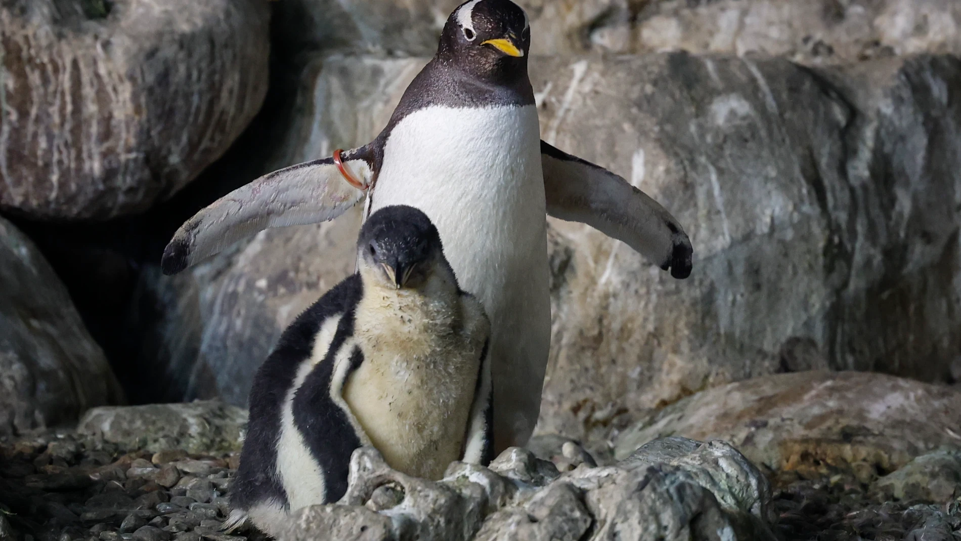 MADRID, 09/08/2022.- Una madre con uno de sus pingüinos recién nacido en Faunia en plena ola de calor, este martes en Madrid. EFE/ J.J.Guillén