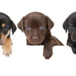 Cachorros de perro