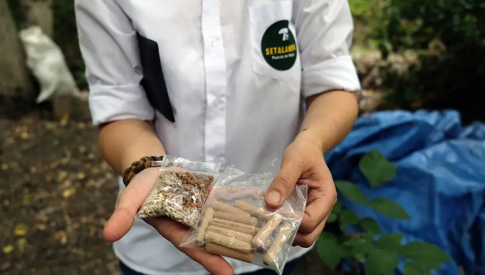Encarna Redondo lidera el proyecto ‘Setalandia’ recuperando terrenos en desuso para producir distintos cultivos sostenibles de setas en la locaclidad salamantina de Puerto de Béjar. En la imagen las semillas que se depositan en los troncos de chopo