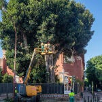 Operarios durante la poda del ficus centenario en la Iglesia de San Jacinto en Triana. María José López / Europa Press