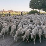 Unas 1.500 ovejas merinas cruzan Córdoba en su trashumancia desde Sierra Morena a la Campiña