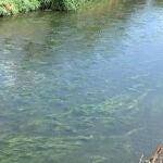 Alertan del vertido incontrolado de aguas residuales al río Manzanares en Perales por cuatro puntos AYUNTAMIENTO DE GETAFE 18/08/2022