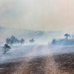 Zona calcinada en el Bastión de la Calderona por el incendio forestal que va desde Alcublas hasta las poblaciones de Bejis, Teresa, Toras y Altura en la comarca del Alto Palancia (Castellón)