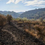 El incendio forestal de la Vall d'Ebo, en el interior norte de la provincia de Alicante, se encuentra estable después de que las lluvias caídas la pasada noche