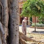 Riego practicado al ficus de San Jacinto, en Sevilla, por técnicos de Parques y Jardines