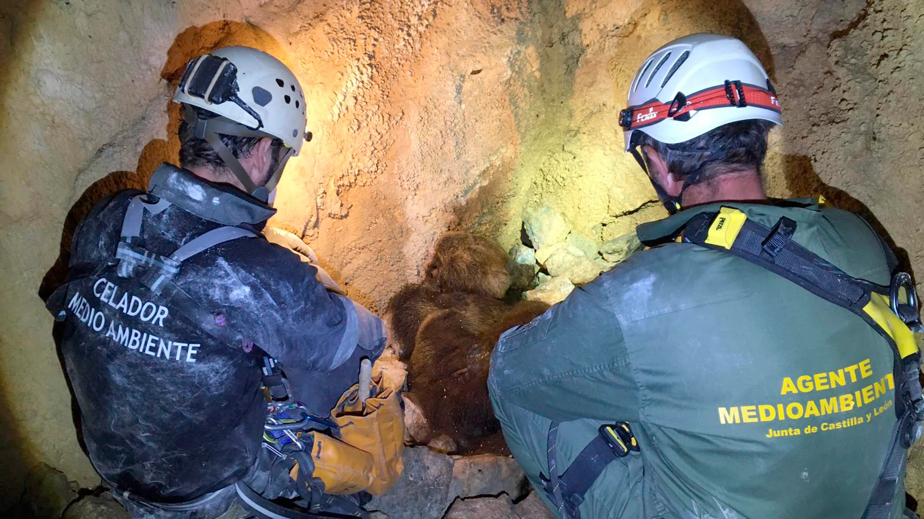 Localizados en la montaña palentina, en una sima vertical a 33 metros de profunidad, los restos de la osa despeñada junto con su osezno y los restos de una segunda cría que desapareció los días previos al despeñamiento