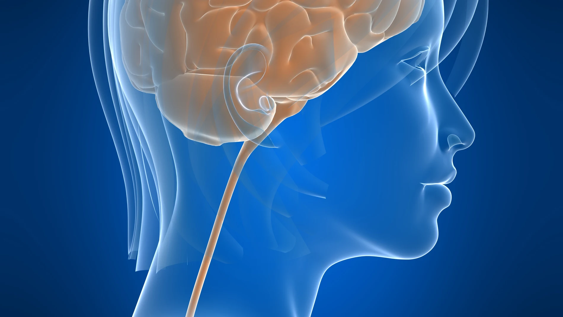 human brainBody, Black, Technology, Life, Inside, Head, profile, people, color, human, transparent, illustration, organ, medical, hospital, part, emergency, test, study, health, Science, Skull, Medicine, bone, anatomy, biology, think, radiology, x-ray, brain, intelligence, disease, illness, neurology, scan, physiology, cerebral, memory, intellect, psychology, thoughts, diagnostic, 3D, genius, see-through, health-care, cerebellum, neuron, cerebrum