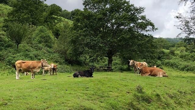 Alerta en León por un rebaño de vacas abandonadas en La Chana leonesa