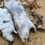 Dos ratas en una de las playas de Barcelona
