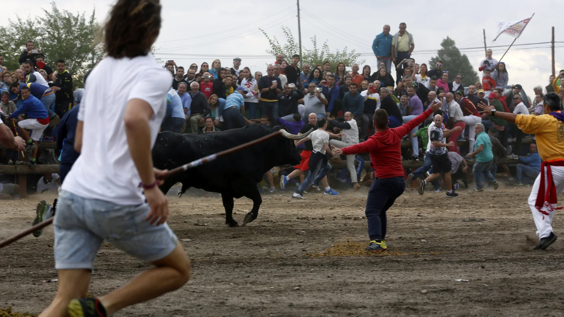 Primer Toro de la Vega sin muerte en Tordesillas