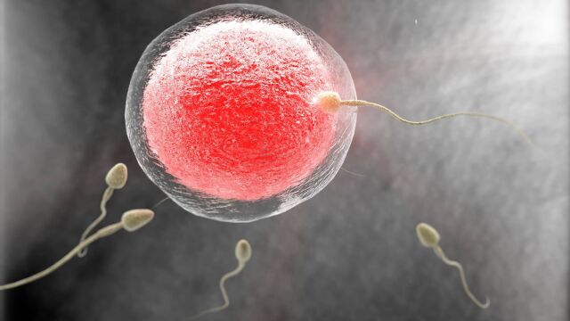 «Existen tratamientos que pueden rejuvenecer los óvulos de mujeres mayores, tanto en lo que concierne a los cromosomas como a las mitocondrias», son palabras del reputado científico y doctor Jan Tesarik.