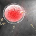 «Existen tratamientos que pueden rejuvenecer los óvulos de mujeres mayores, tanto en lo que concierne a los cromosomas como a las mitocondrias», son palabras del reputado científico y doctor Jan Tesarik.