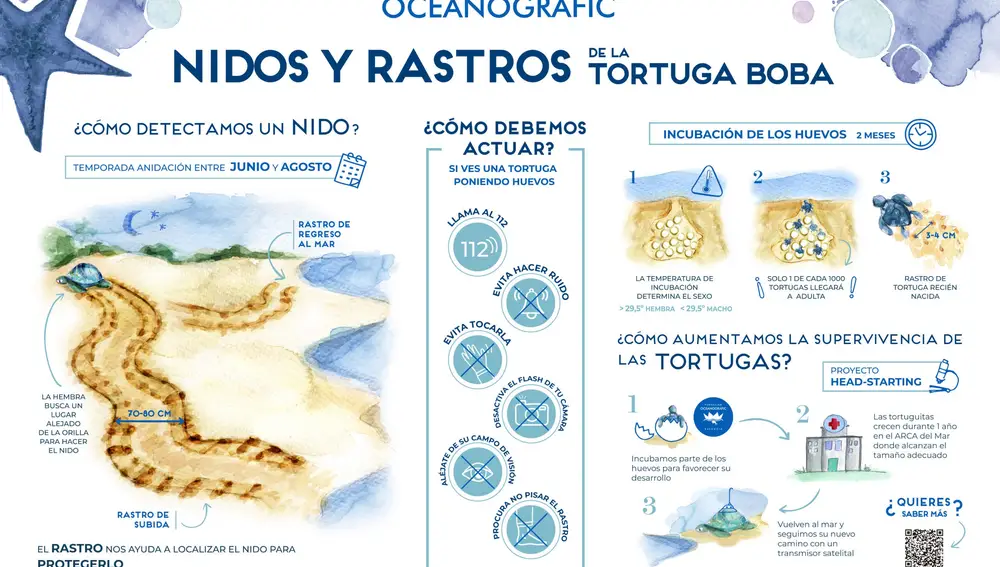 Protocolo de actuación en caso de avistar tortugas marinas en las playas