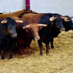 Foto varios toros