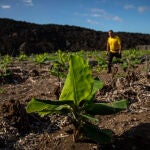 Un hombre en la replantación de varias fincas de cultivo de plátano que quedaron arrasadas por la lava del volcán en el municipio de Tazacorte