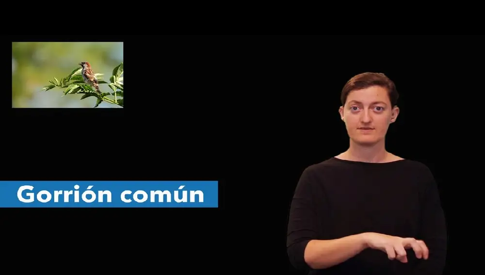 Signo Gorrión Común en lengua de signos