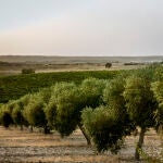 Viñedos en San Martín de Valdeiglesias