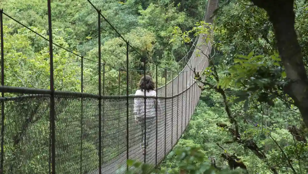 El interior del país sorprende por sus frondosos bosques.