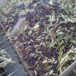 Aves muertas entre las aceitunas recolectadas