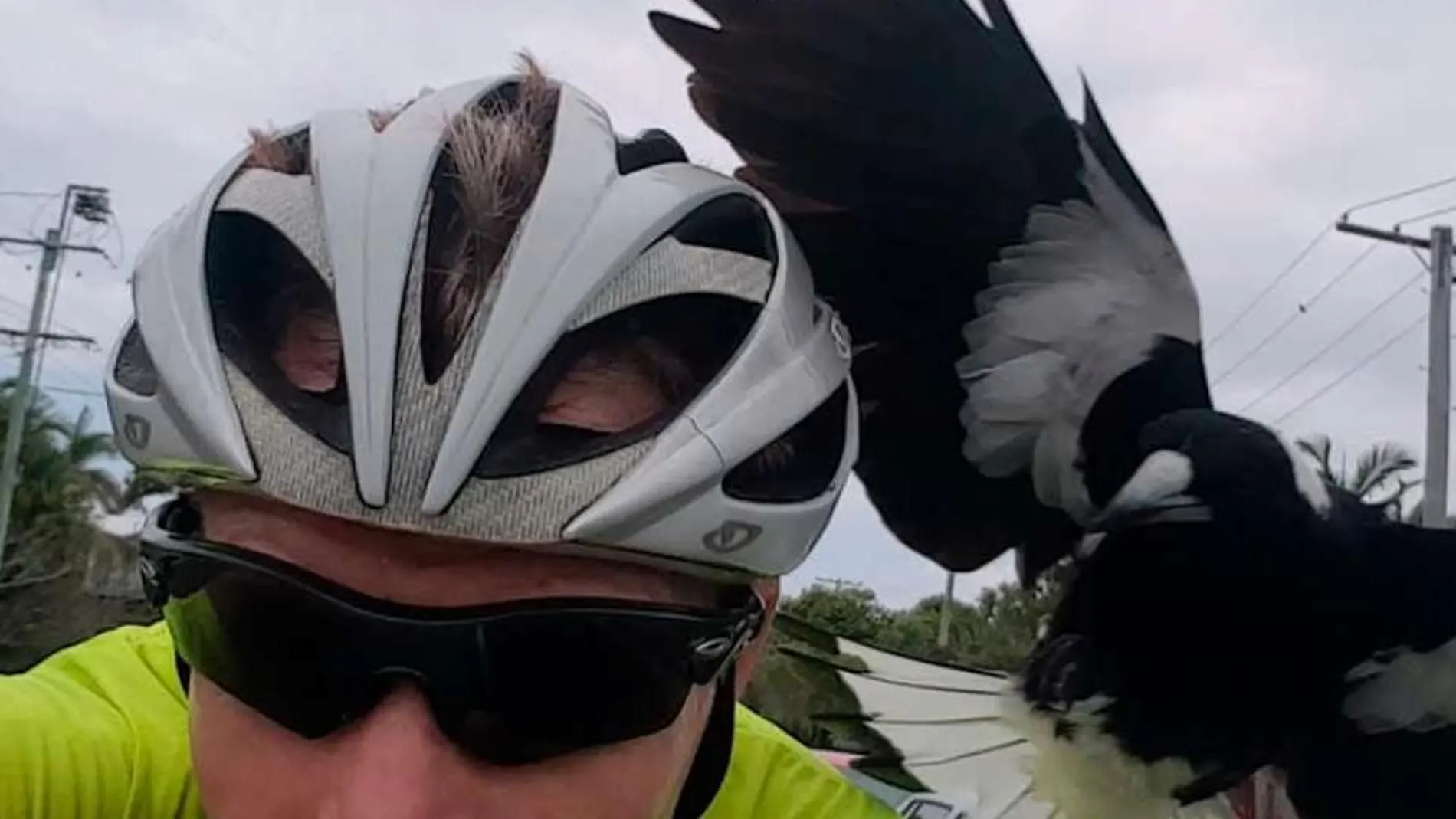 Los ataques de las urracas gigantes australianas a los ciclistas son comunes