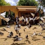 El coronavirus sigue marcando la actualidad y la estampa de las ciudades andaluzas