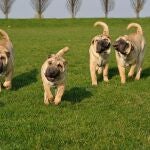 Coronavirus.- Aplazada de abril hasta julio la celebración de la Exposición Mundial Canina 2020 en Madrid