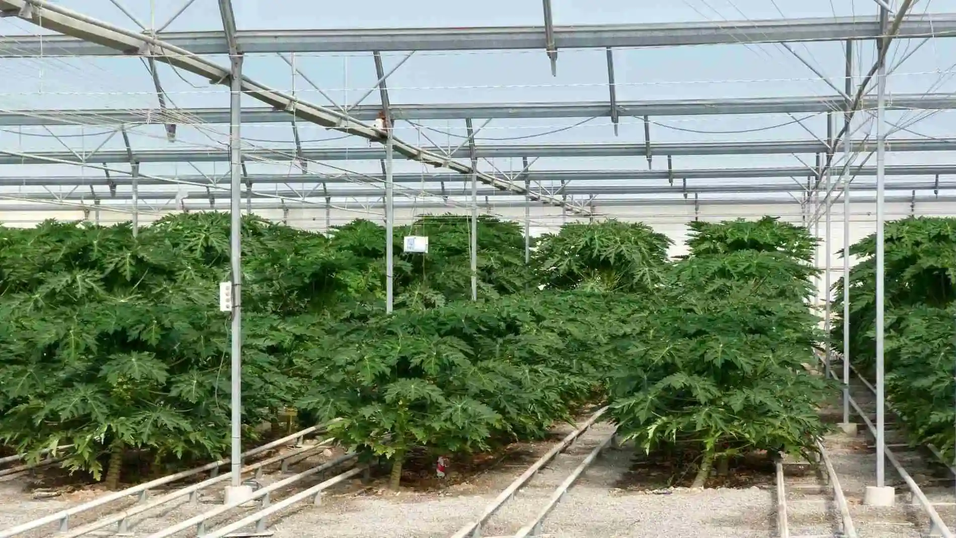Durante toda la pasada campaña fueron 7.883 parcelas en Almería las que se blindaron ante posibles problemas en las plantaciones de verduras