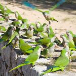 Un grupo de la especie invasora de las cotorras argentinas