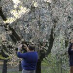 Almendros en flor, en 2020, del parque Quinta de los Molinos de Madrid, que ha vuelto a abrir sus puertas