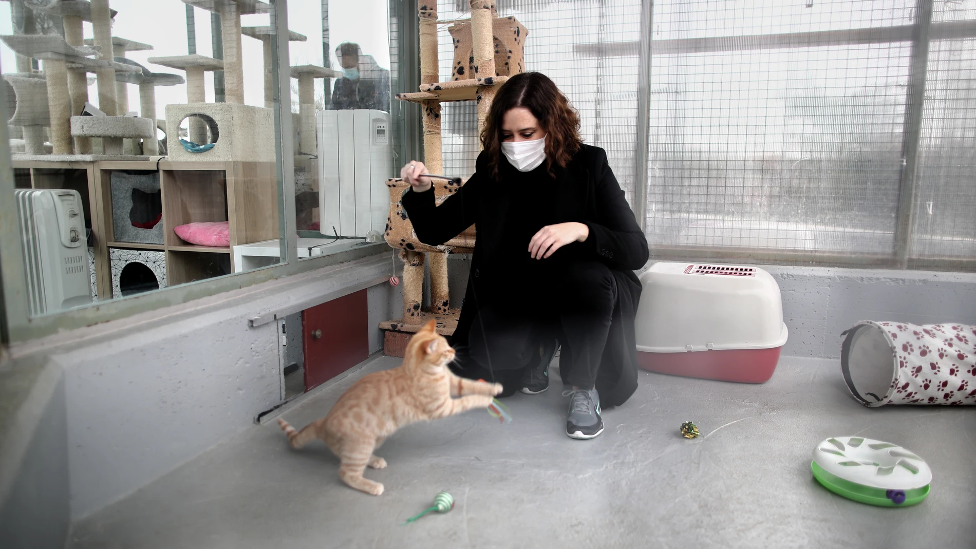 Isabel Díaz Ayuso juega con un gato en las instalaciones del Centro Integral de Acogida de Animales de la Comunidad de Madrid