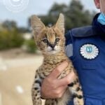 Localizan un serval de sabana africana, felino de tenencia prohibida en Madrid, en una casa de Hortaleza