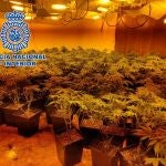 Vista de la marihuana intervenida por la Policía Nacional en otra operación anterior