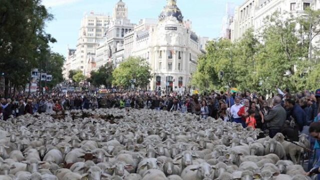 Madrid, durante la Fiesta de la Trashumancia