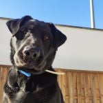 Imagen de un perro en un parque