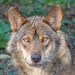 Lobo ibérico