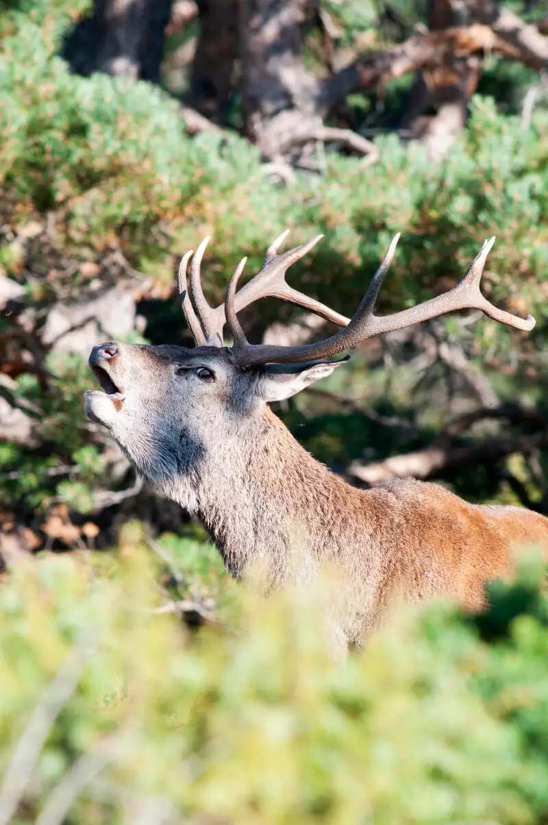 Imagen de un ciervo durante la berrea.