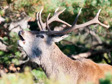 Imagen de un ciervo durante la berrea Imagen de un ciervo durante la berrea.