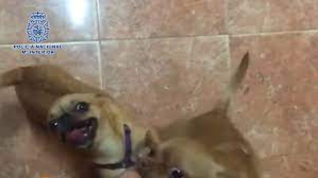 Perros robados en Móstoles