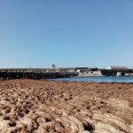 Vista de un mar de algas «Rugulopterix okamurae», en una playa de Tarifa (Cádiz)
