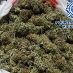 Cogollos de marihuana