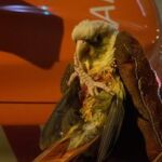 Animales intervenidos en Fuenlabrada