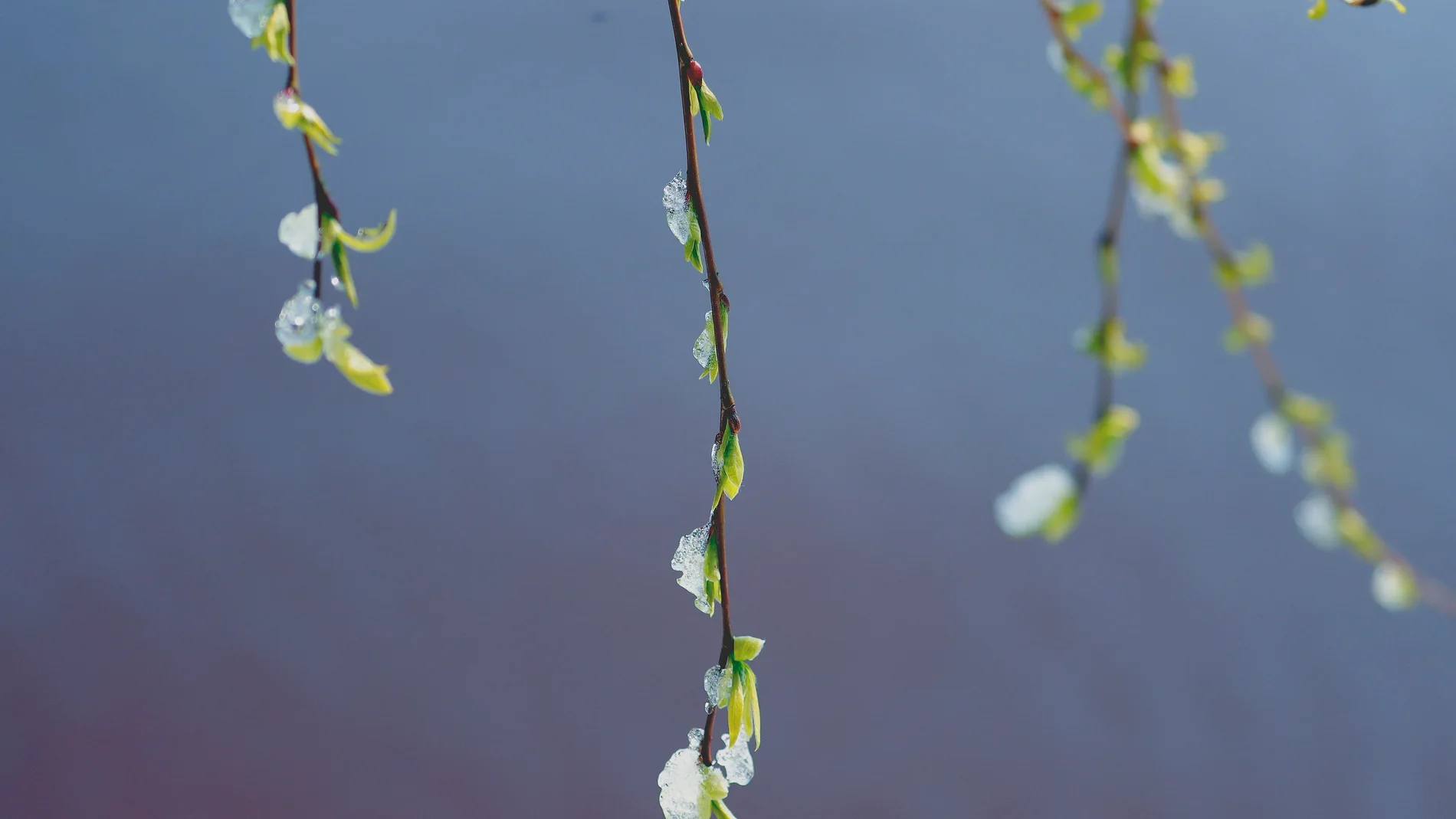 Primer día de la primavera con un frío invernal