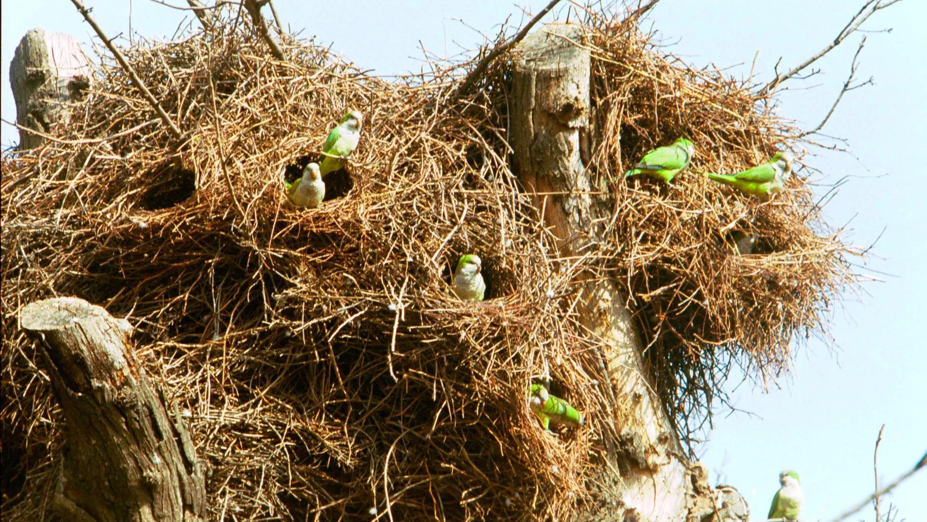 Nido de cotorras argentinas