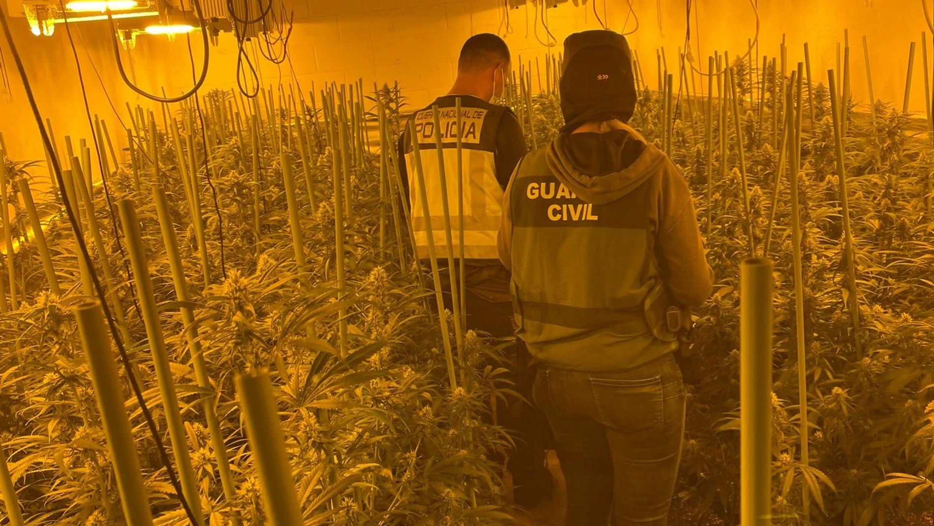Agentes de la Guardia Civil en una plantación de marihuana