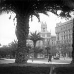 Palmeral en Madrid