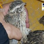 Algunas de las aves que se ha incautado la Guardia Civil