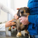 España, un polvorín: temor a la rabia por la llegada de perros de Ucrania y Rusia
