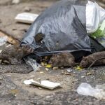 Ratasjunto a un montón de basura, en Barcelona