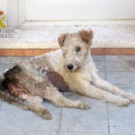 La perra carecía de la preceptiva cartilla sanitaria, microchip y de asistencia veterinaria óptima